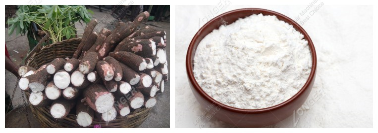 cassava starch production plant|why cassava is white